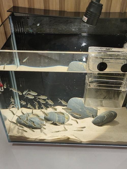 有哪些天然方法治療龍魚爛鰭，如何治療龍魚爛鰭