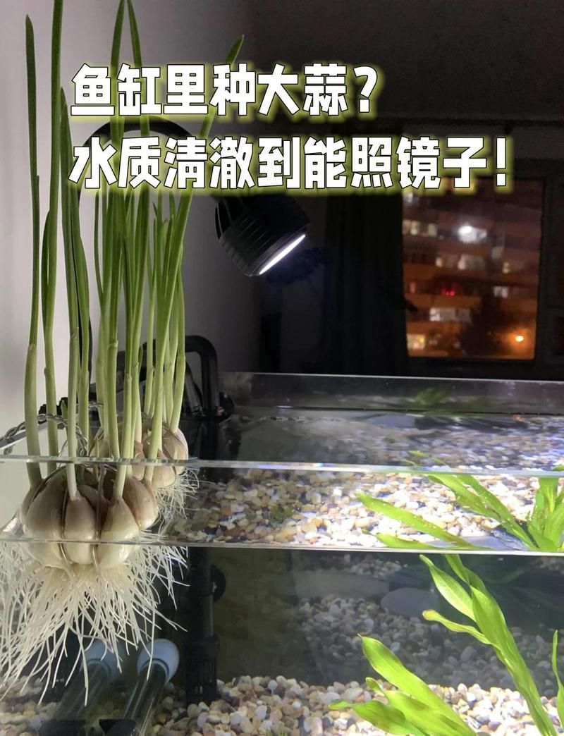 有哪些天然方法治療龍魚爛鰭，如何治療龍魚爛鰭