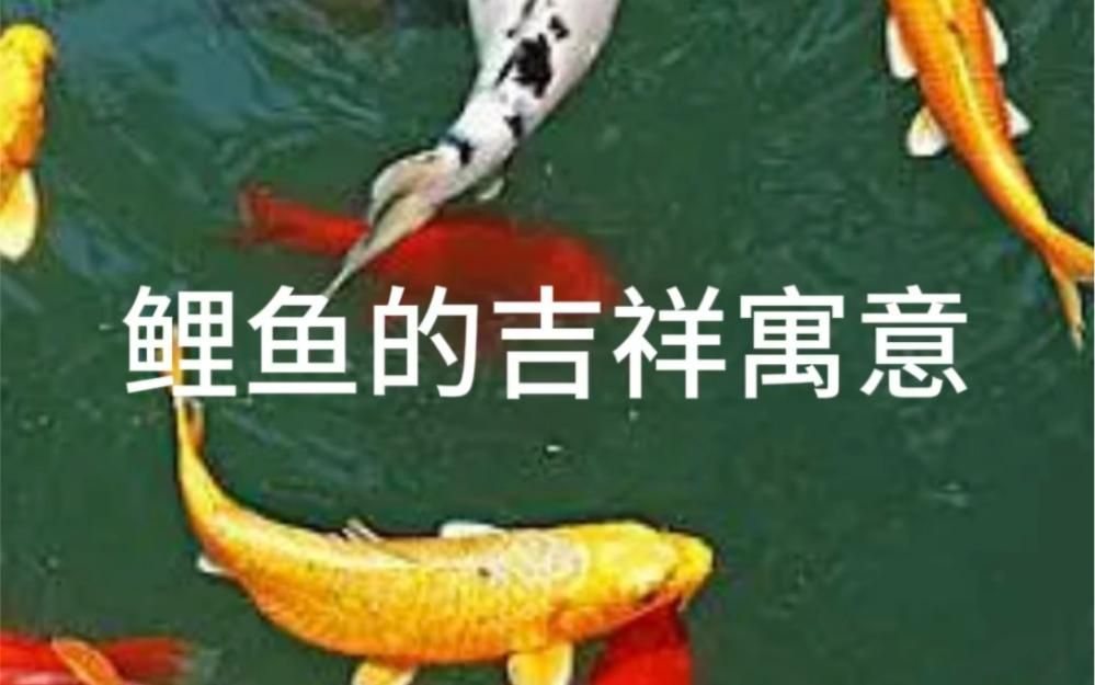 有沒有關于魚的更多吉祥寓意，“魚的吉祥寓意，在中國文化中，魚象征著財富、繁榮和長壽”