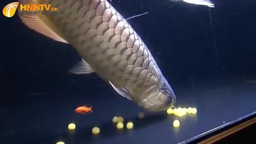 過(guò)背金龍繁殖技巧，亞洲骨舌魚(yú)科頂級(jí)觀賞魚(yú)（scleropagesformosus）