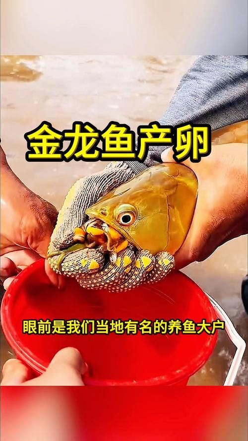 過(guò)背金龍繁殖技巧，亞洲骨舌魚(yú)科頂級(jí)觀賞魚(yú)（scleropagesformosus）