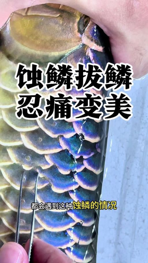 如何判斷龍魚鱗片發黑是否為自愈？，如何判斷龍魚鱗片發黑是否為自愈