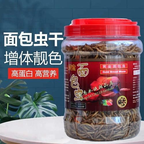 面包蟲是龍魚的最佳餌料嗎？，面包蟲喂龍魚需要處理嗎，龍魚的最佳餌料有哪些