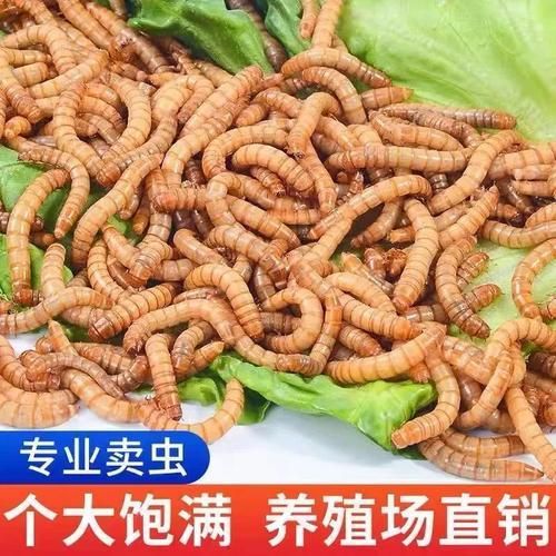 面包蟲是龍魚的最佳餌料嗎？，面包蟲喂龍魚需要處理嗎，龍魚的最佳餌料有哪些