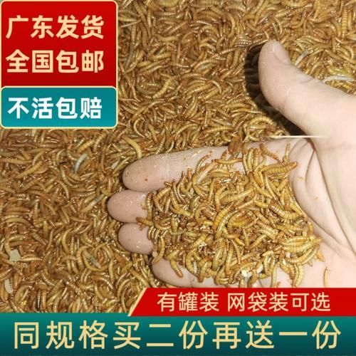 面包蟲是龍魚的最佳餌料嗎？，面包蟲喂龍魚需要處理嗎，龍魚的最佳餌料有哪些
