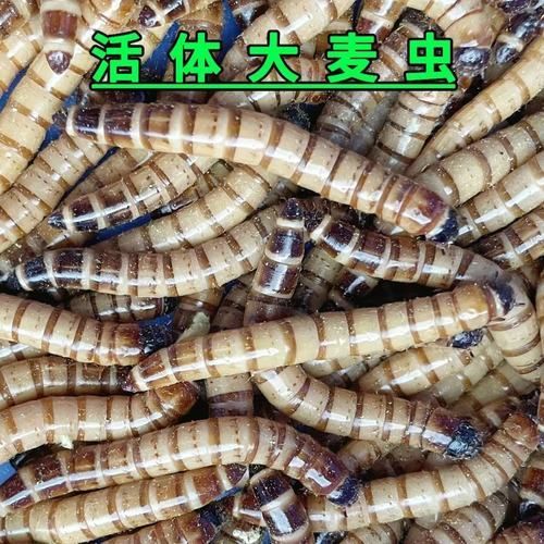 面包蟲是龍魚的最佳餌料嗎？，面包蟲喂龍魚需要處理嗎，龍魚的最佳餌料有哪些