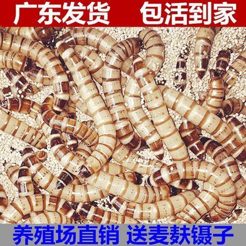 面包蟲是龍魚的最佳餌料嗎？，面包蟲喂龍魚需要處理嗎，龍魚的最佳餌料有哪些