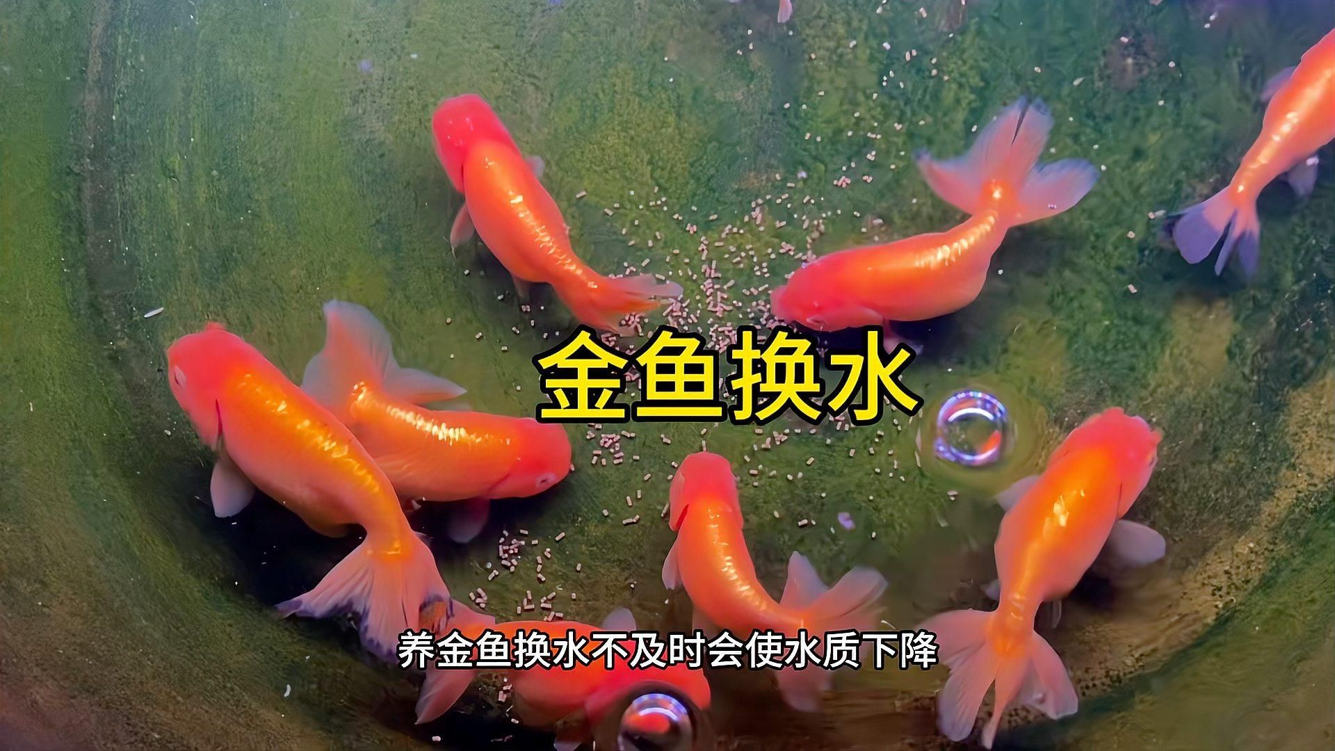 如何預(yù)防金魚身上潰爛，如何防止金魚潰爛