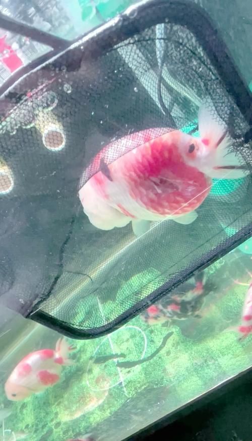 如何預(yù)防金魚身上潰爛，如何防止金魚潰爛