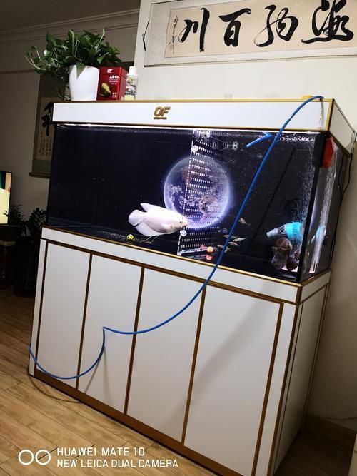 仟湖魚缸有哪些系列？ 仟湖魚缸有哪些系列？ 龍魚百科 第3張