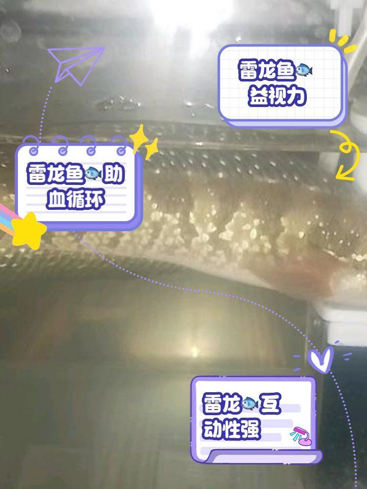雷龍魚有哪些營養(yǎng)價值，雷龍魚的功效與作用