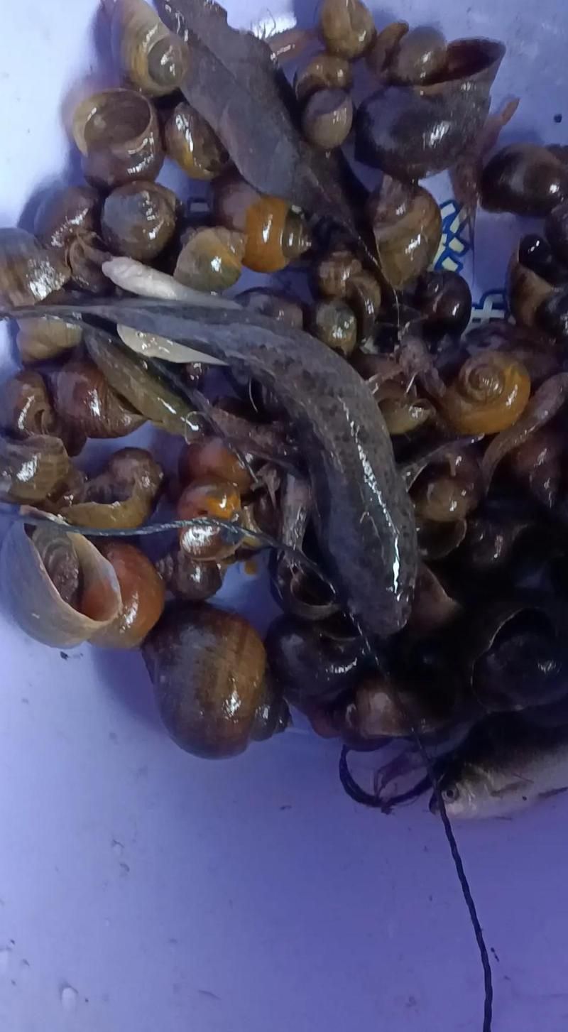 雷龍魚有哪些營養(yǎng)價值，雷龍魚的功效與作用