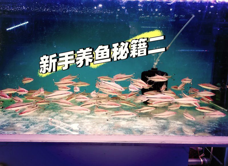換缸后多久可以恢復(fù)正常喂食