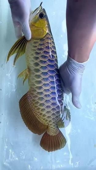 50厘米金龍魚價格是多少，50厘米金龍魚價格 50厘米金龍魚價格是多少，50厘米金龍魚價格 龍魚百科 第2張