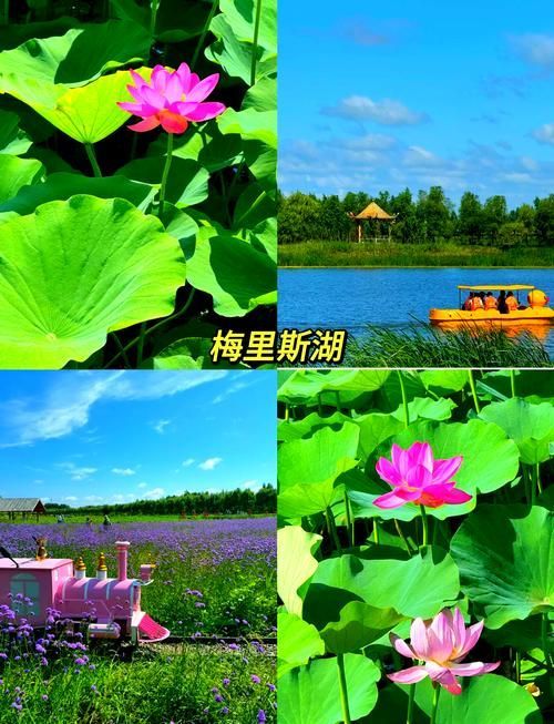 梅里斯達斡爾族龍魚有哪些現代應用？，“梅里斯達斡爾族龍魚的現代應用并要求1000字說明和配圖