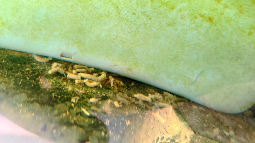 如何判斷龍魚是否需要添加益生菌？，如何判斷龍魚是否需要添加益生菌 如何判斷龍魚是否需要添加益生菌？，如何判斷龍魚是否需要添加益生菌 龍魚百科 第5張