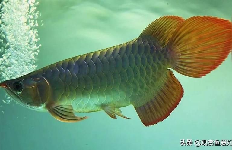 如何區分短身紅龍魚的真假，如何區分短身紅龍魚真假