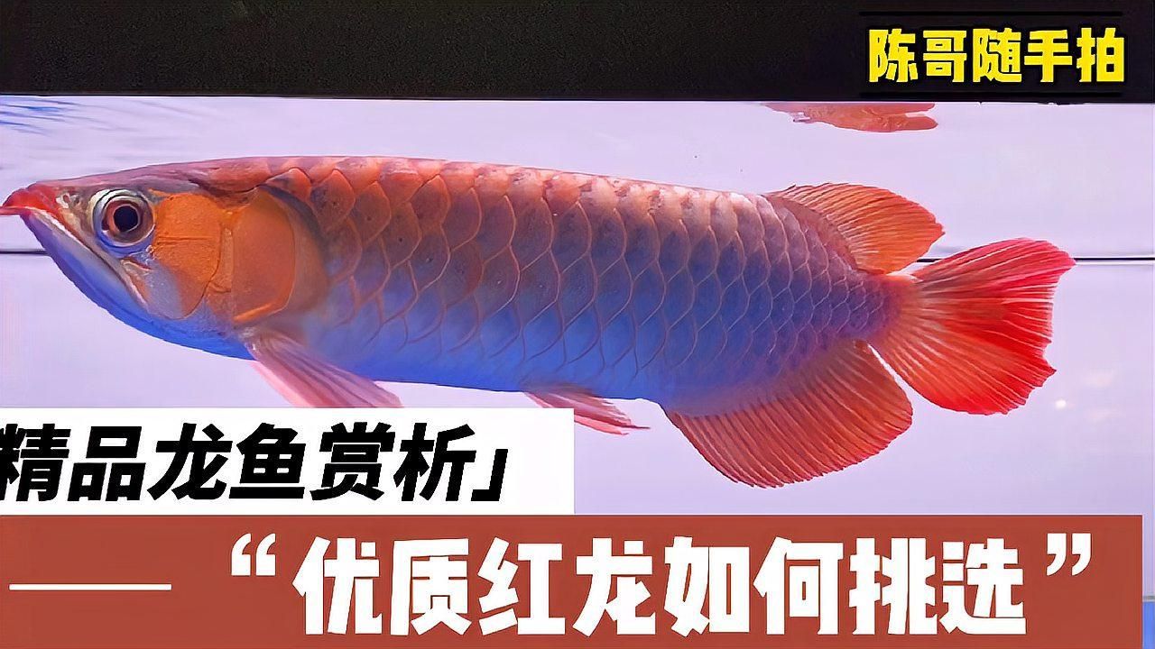 如何選擇合適的紅龍魚品種 如何選擇合適的紅龍魚品種 龍魚百科 第8張