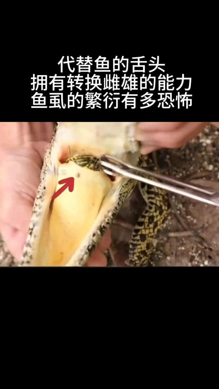 鲺和魚虱的繁殖方式是什么，如何防治鲺和魚虱？