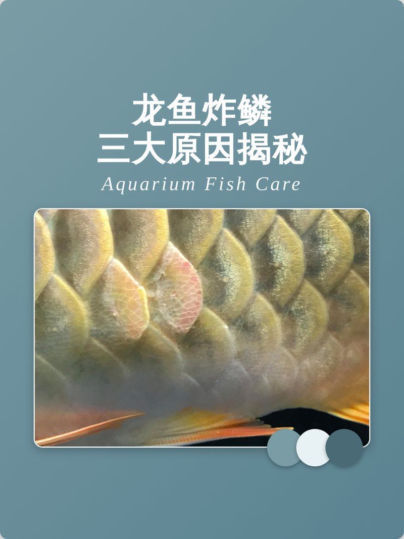 龍魚炸鱗晚期還能救嗎 龍魚炸鱗晚期還能救嗎 龍魚百科 第2張