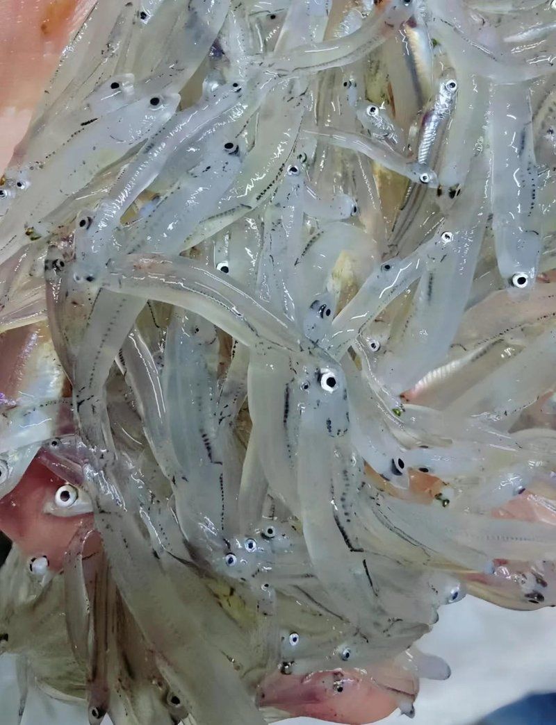 銀魚煎蛋可以加哪些調料，銀魚煎蛋的萬能調料搭配表