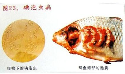 哪些龍魚疾病最容易導致自然瘋？，龍魚“自然瘋”是什么意思？