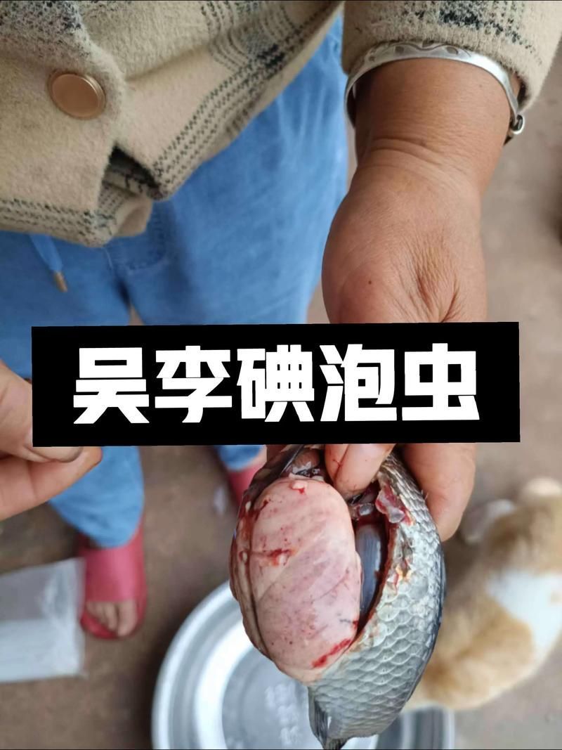 哪些龍魚疾病最容易導致自然瘋？，龍魚“自然瘋”是什么意思？