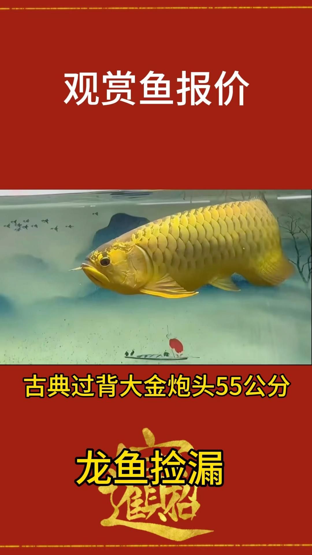 南陵龍魚有哪些著名的品種？，南陵龍魚市場(chǎng)價(jià)格如何南陵龍魚市場(chǎng)價(jià)格如何 南陵龍魚有哪些著名的品種？，南陵龍魚市場(chǎng)價(jià)格如何南陵龍魚市場(chǎng)價(jià)格如何 龍魚百科 第2張