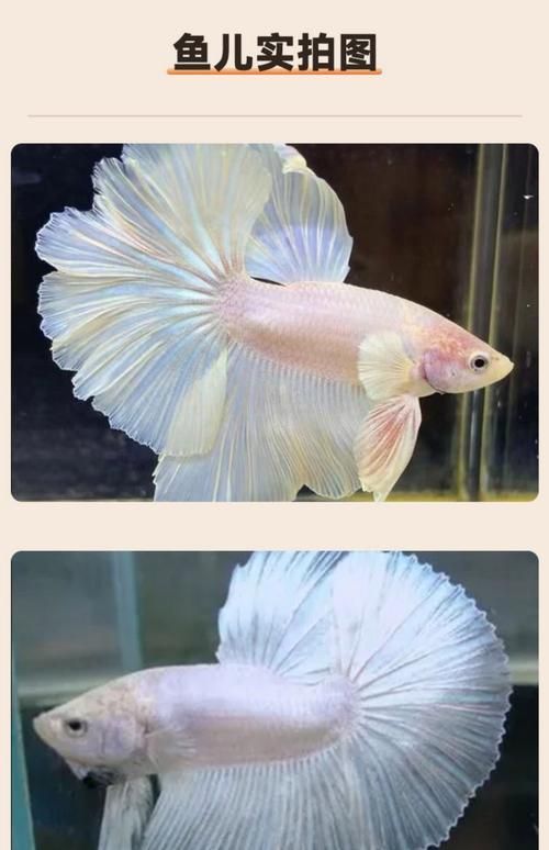 馬卡龍魚的價格是多少？，新手養馬卡龍魚的簡易指南