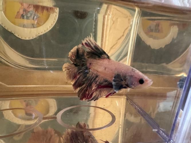 馬卡龍魚的價格是多少？，新手養馬卡龍魚的簡易指南