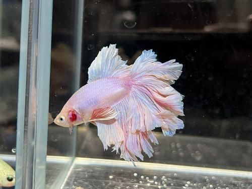 馬卡龍魚的價格是多少？，新手養馬卡龍魚的簡易指南