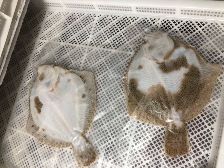 如何正確使用海水魚專用藥物，海水魚專用藥物專業水產養殖或水產養殖或水族醫學知識