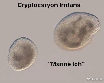 如何正確使用海水魚專用藥物，海水魚專用藥物專業水產養殖或水產養殖或水族醫學知識
