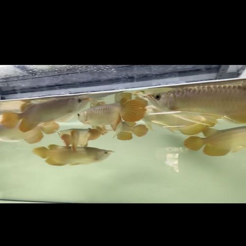金赤龍魚的價格是多少？