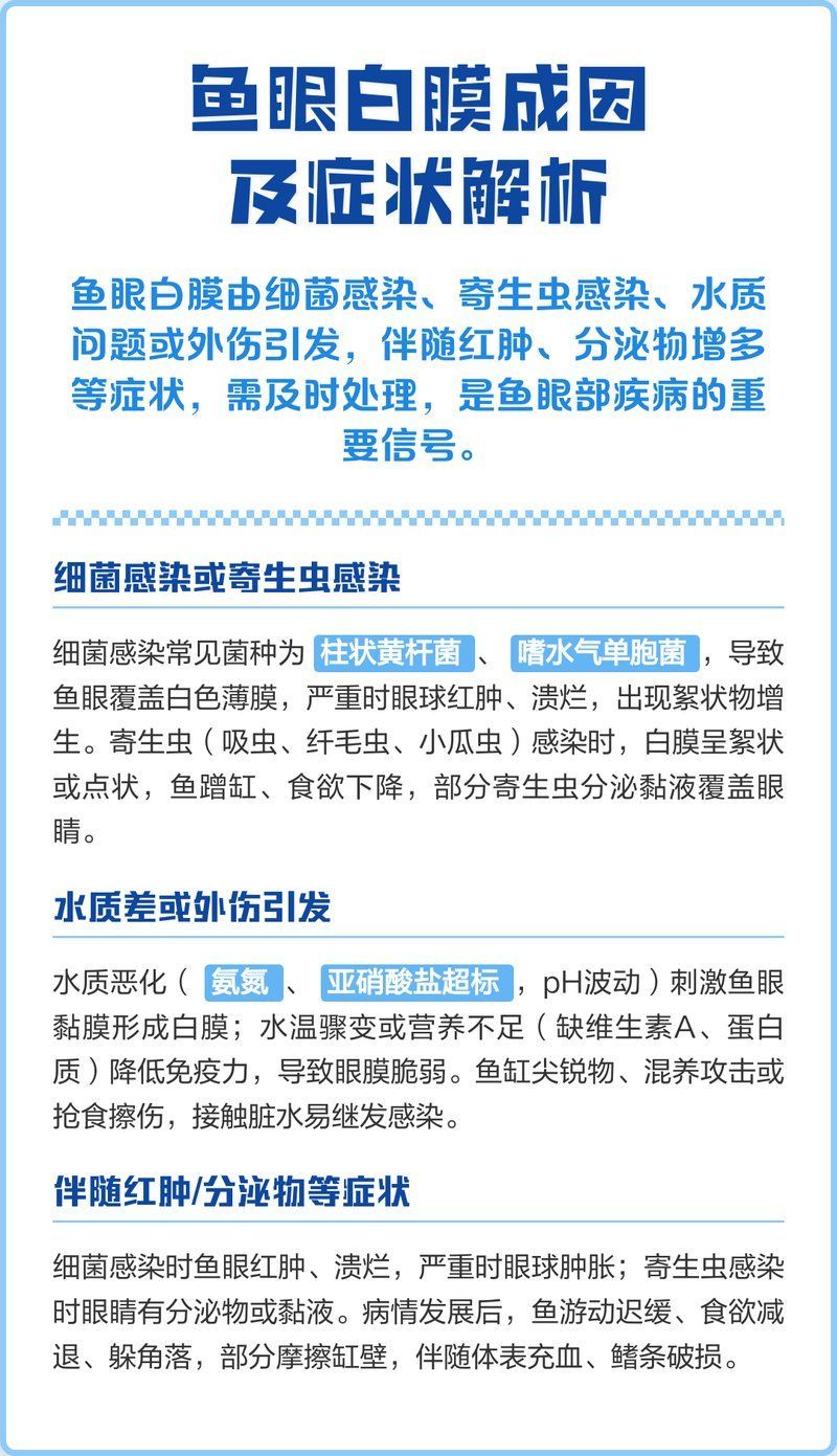 如何預防銀龍魚眼睛白膜復發，銀龍魚眼睛白膜復發