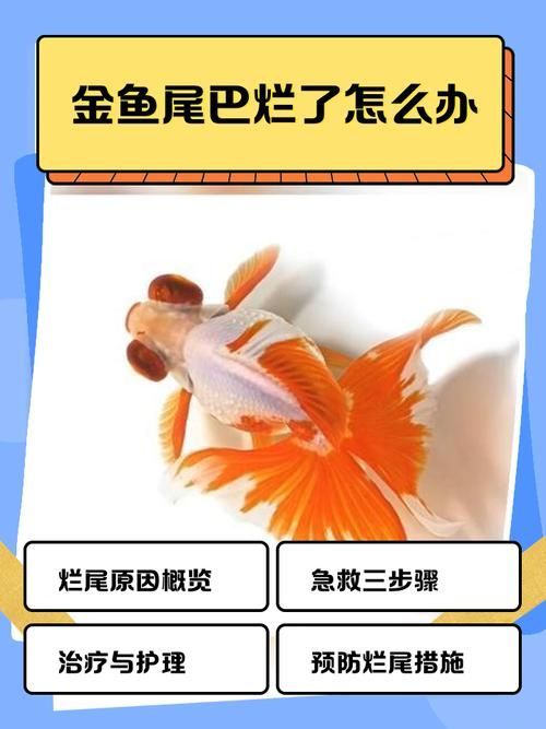 金魚爛尾巴潰爛圖片 金魚爛尾巴潰爛圖片 龍魚百科 第19張