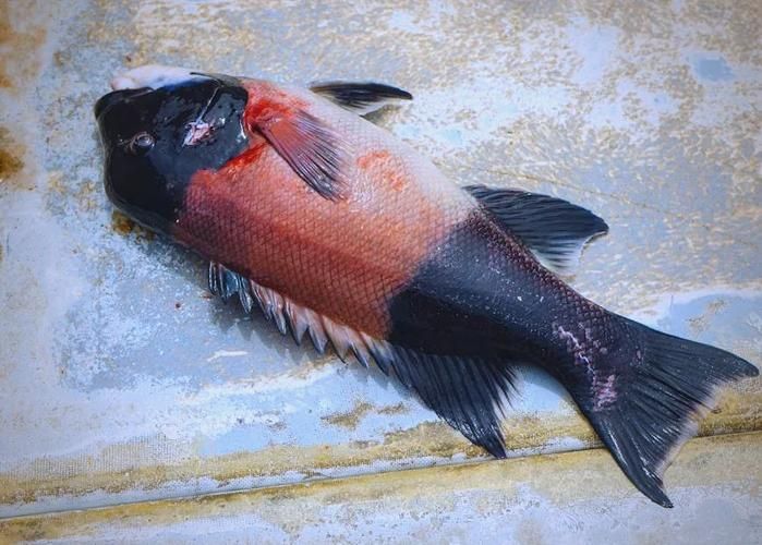 金魚爛尾巴潰爛圖片 金魚爛尾巴潰爛圖片 龍魚百科 第15張