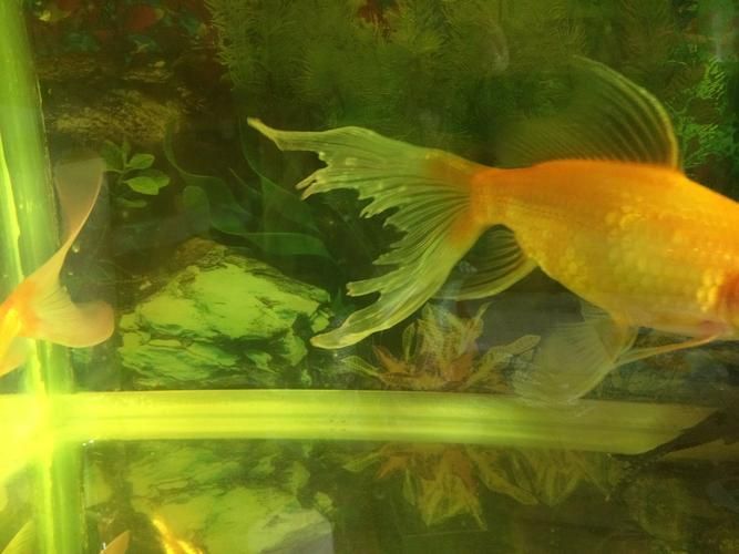 金魚爛尾巴潰爛圖片 金魚爛尾巴潰爛圖片 龍魚百科 第12張