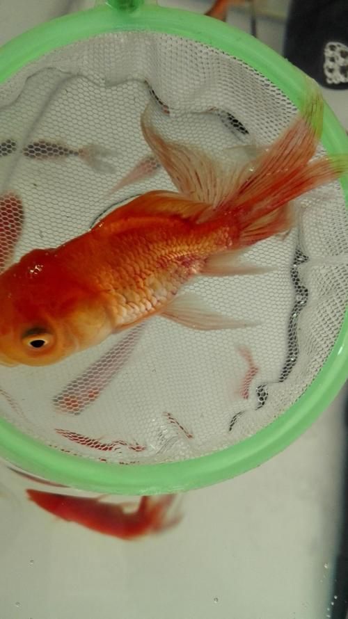 金魚爛尾巴潰爛圖片 金魚爛尾巴潰爛圖片 龍魚百科 第8張