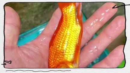 金魚爛尾巴潰爛圖片 金魚爛尾巴潰爛圖片 龍魚百科 第18張