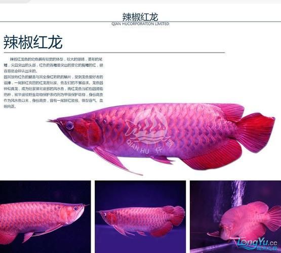 如何辨別仟湖和祥龍魚(yú)場(chǎng)的龍魚(yú)？，仟湖與祥龍魚(yú)場(chǎng)龍魚(yú)鑒別指南（仟湖與祥龍魚(yú)場(chǎng)龍魚(yú)場(chǎng)龍魚(yú)場(chǎng)）