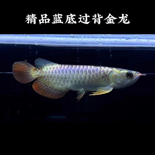 給我一些古典藍底高背金龍的圖片，古典藍底高背金龍如何飼養