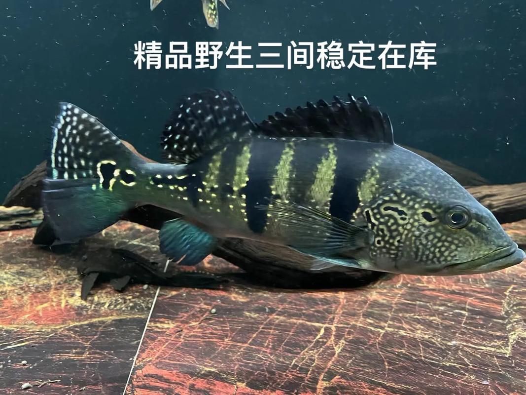 藍(lán)帆三間魚(yú)與祥龍魚(yú)場(chǎng)有何關(guān)聯(lián)？，藍(lán)帆三間魚(yú)與祥龍魚(yú)場(chǎng)