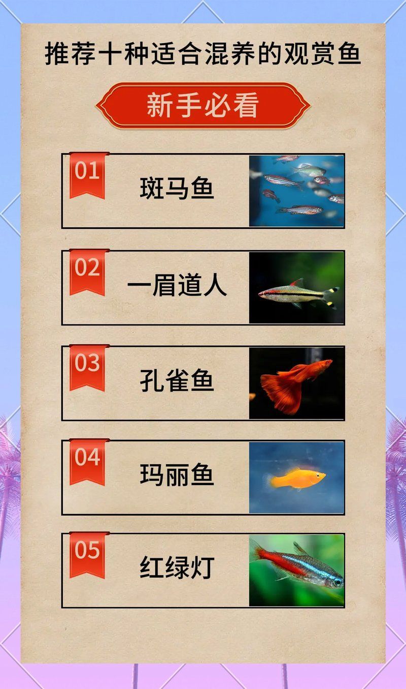 藍(lán)帆三間魚(yú)與祥龍魚(yú)場(chǎng)有何關(guān)聯(lián)？，藍(lán)帆三間魚(yú)與祥龍魚(yú)場(chǎng)