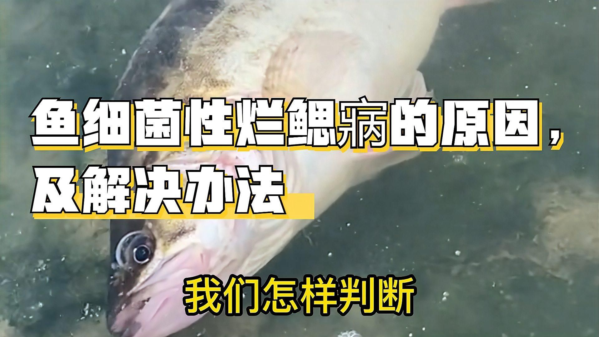 如何判斷龍魚是否患有鰓蓋腐爛，如何判斷龍魚是否患有鰓蓋腐爛的方法 如何判斷龍魚是否患有鰓蓋腐爛，如何判斷龍魚是否患有鰓蓋腐爛的方法 龍魚百科