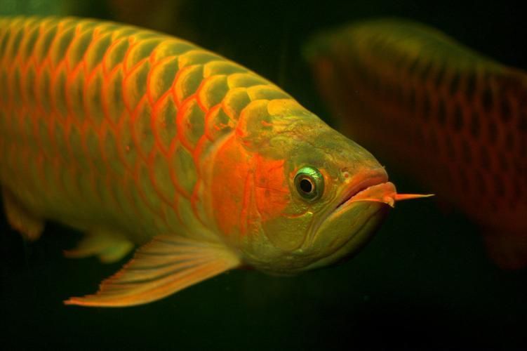 招財(cái)龍魚(yú)圖片的最佳拍攝角度，招財(cái)龍魚(yú)圖片有哪些風(fēng)水寓意