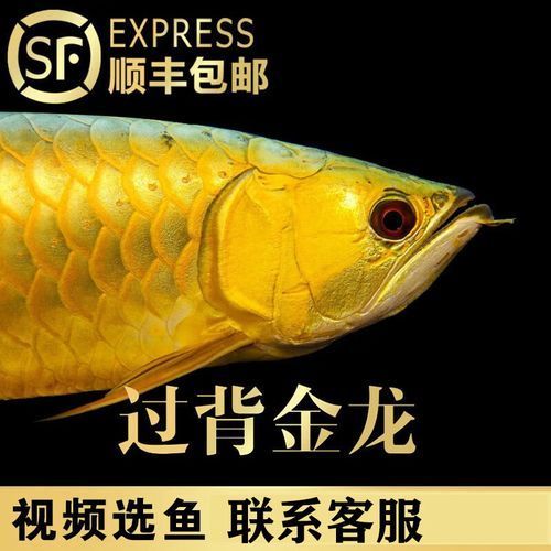如何鑒別真假24K金頭過背金龍魚，24k金頭過背金龍魚