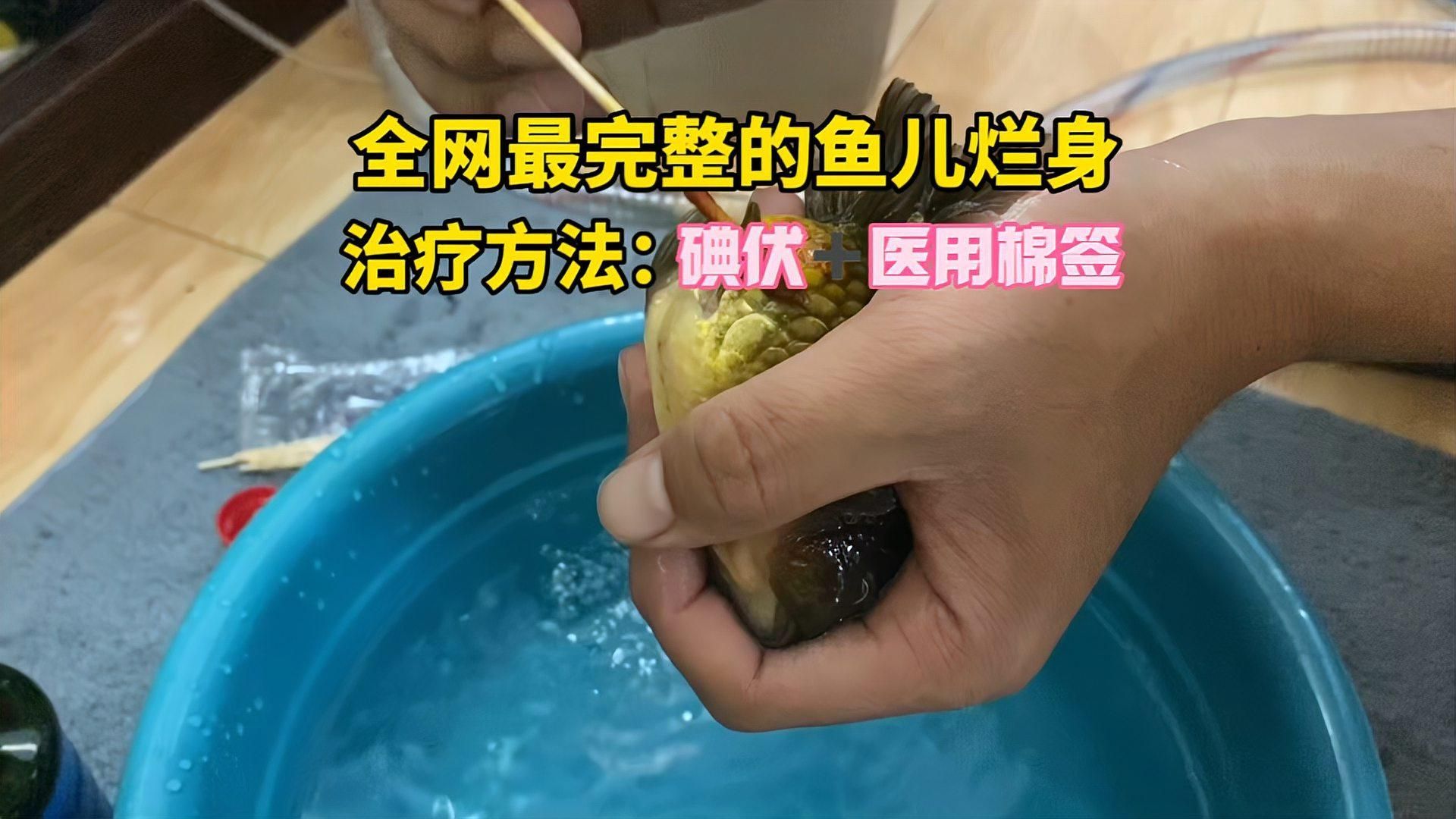 魚爛尾后如何治療，如何治療魚爛尾？