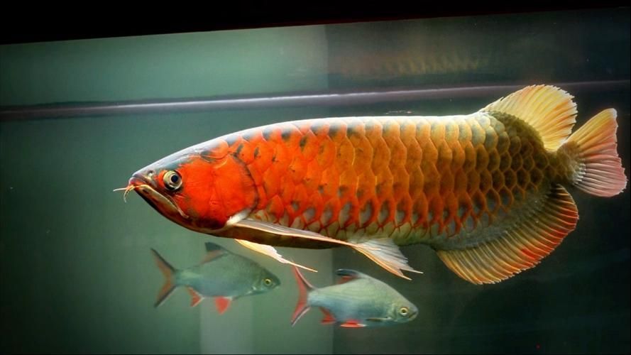 印尼紅龍的市場價格波動大嗎，印尼紅龍魚市場價格波動較大 印尼紅龍的市場價格波動大嗎，印尼紅龍魚市場價格波動較大 龍魚百科 第4張