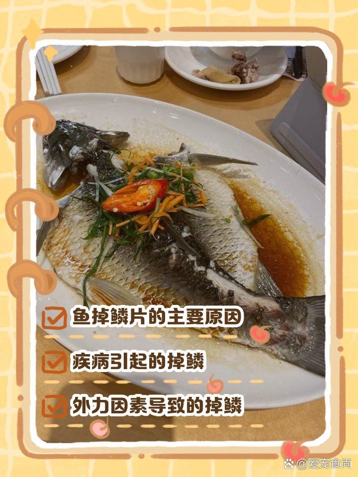 如何判斷魚是否患有鱗片脫落或潰爛，魚缸的魚會爛身長白毛掉鱗是怎么回事呢 如何判斷魚是否患有鱗片脫落或潰爛，魚缸的魚會爛身長白毛掉鱗是怎么回事呢 龍魚百科 第1張